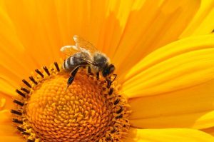 honey bee on flower